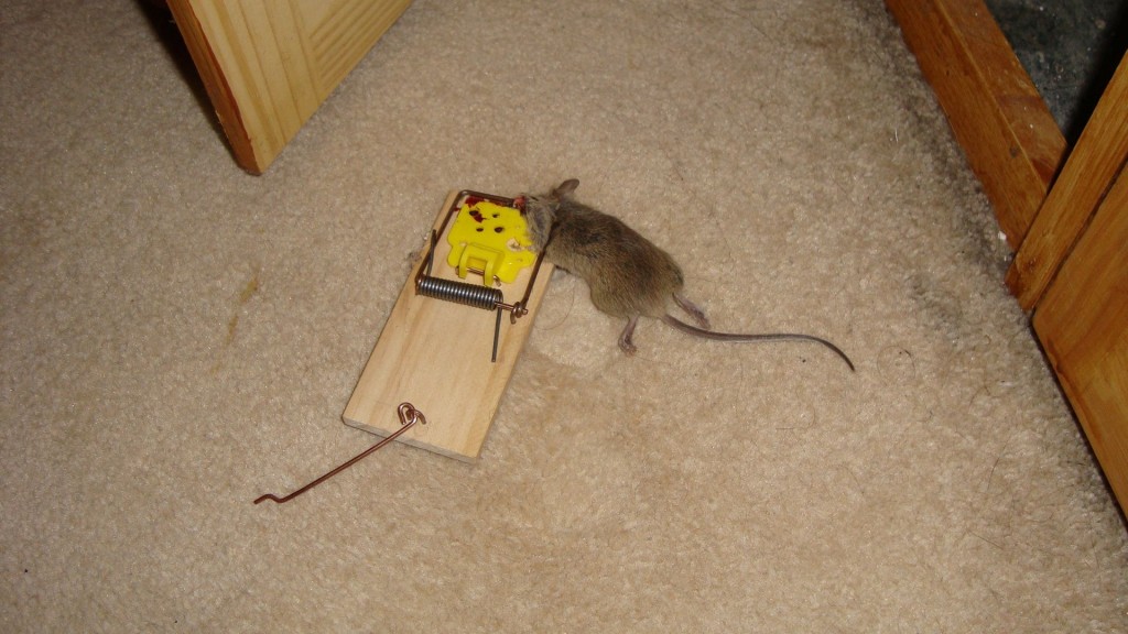 Mouse in Trap MERSEYPEST Pest Control Liverpool, Wirral, Warrington