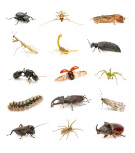 Some of the Wonderful Invertebrates in the World