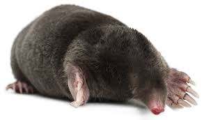 Moles Liverpool, Wirral, Warrington and Chester
