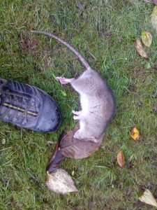 pest control liverpool lawn rat