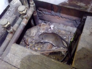 pest control liverpool rats