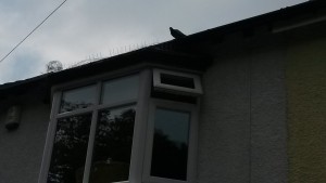 failed bird proofing pest control liverpool