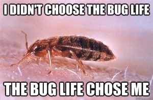 bed bug pest control liverpool - meme