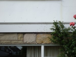 wasps going crazy pest control liverpool