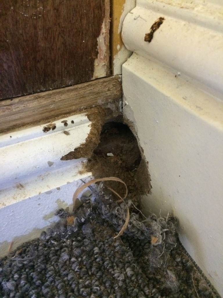 pest control liverpool rat hole