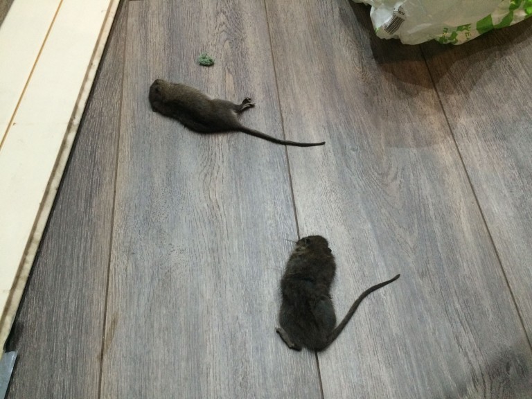 Rats Archives Pest Control Liverpool MERSEYPEST