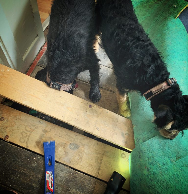 Pest Control Dogs Pest Control Liverpool MERSEYPEST