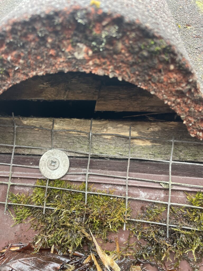 Squirrel Hole Roof Space Liverpool and Wirral pest Control